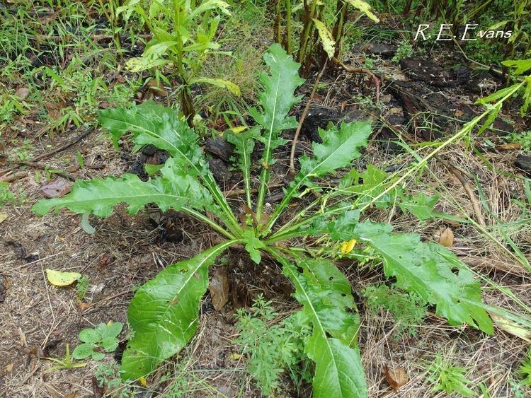 Cirsium altissimum NC Plant Conservation amp Beyond The fatal flowers of Tall Thistle