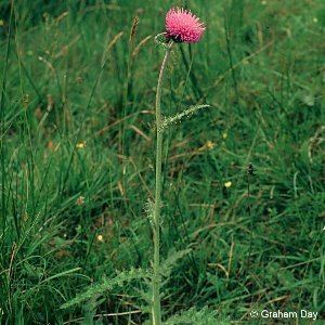 Cirsium dissectum Cirsium dissectum L Hill Meadow Thistle Flora of Northern