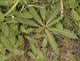 Cirsium dissectum Cirsium dissectum L Hill Meadow Thistle