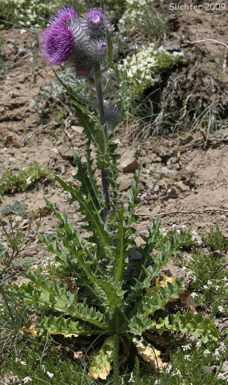 Cirsium edule Edible Thistle Indian Thistle Cirsium edule var edule Synonym