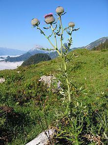 Cirsium eriophorum httpsuploadwikimediaorgwikipediacommonsthu
