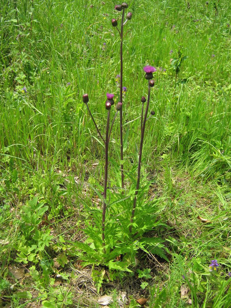 Cirsium heterophyllum FileCirsium heterophyllum 03jpg Wikimedia Commons