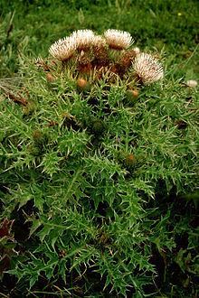 Cirsium loncholepis httpsuploadwikimediaorgwikipediacommonsthu