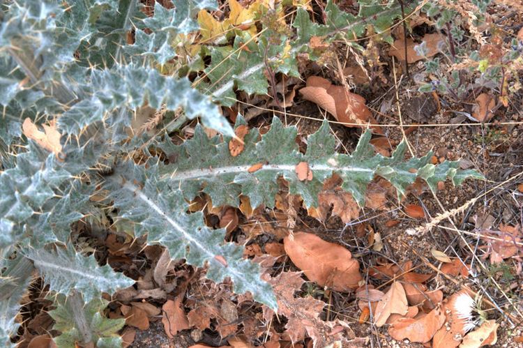 Cirsium neomexicanum New Mexico thistle Cirsium neomexicanum