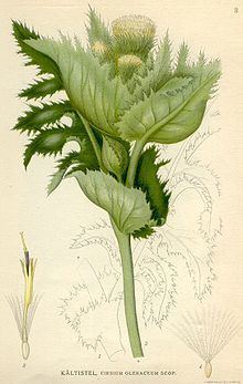 Cirsium oleraceum httpsuploadwikimediaorgwikipediacommonsthu