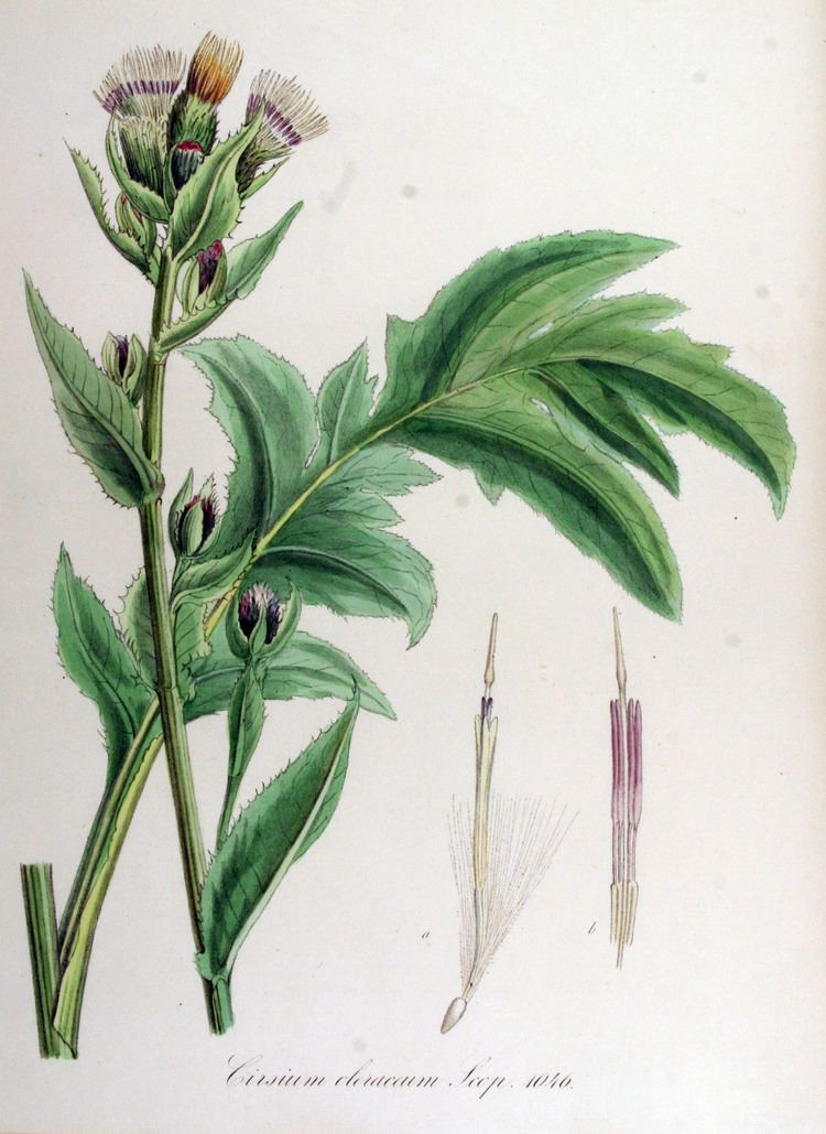 Cirsium oleraceum FileCirsium oleraceum Flora Batava Volume v14jpg Wikimedia