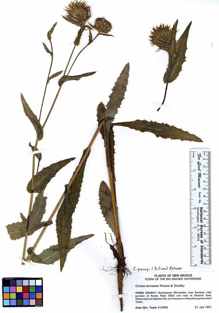 Cirsium parryi