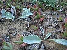 Cirsium rhothophilum httpsuploadwikimediaorgwikipediacommonsthu