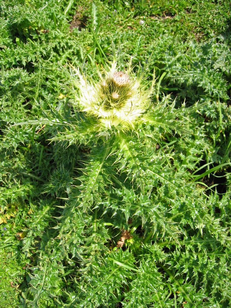 Cirsium spinosissimum AlpenKratzdistel Wikiwand