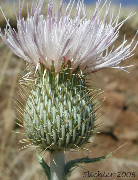 Cirsium undulatum Wavyleaf Thistle Cirsium undulatum Synonym Cirsium undulatum var