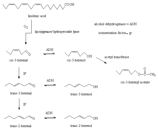 Cis-3-Hexenal hexenal MOTM 2005