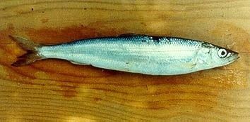 Cisco (fish) Bonneville Cisco Prosopium gemmife Utah Fish Species Utah