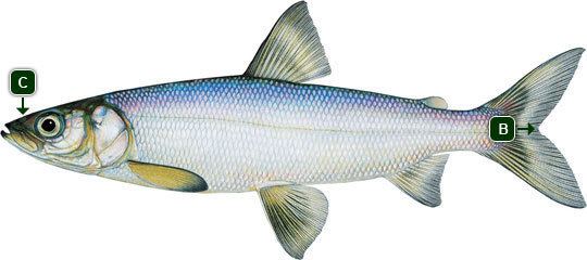 Cisco (fish) Alberta Cisco Information Alberta Fishing Guide