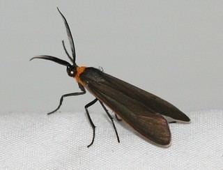 Cisseps fulvicollis Cisseps fulvicollis Yellowcollared Scape Moth Discover Life