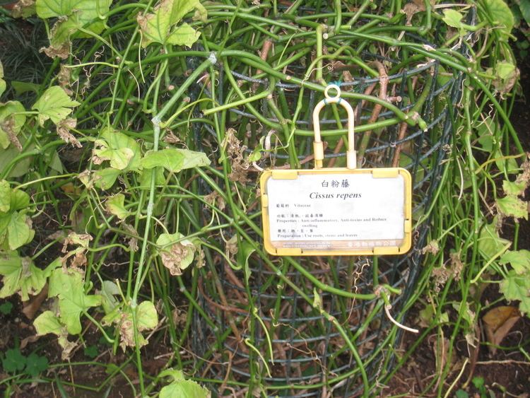 Cissus repens FileCissus repens Hong Kong Botanical Garden IMG 9606JPG