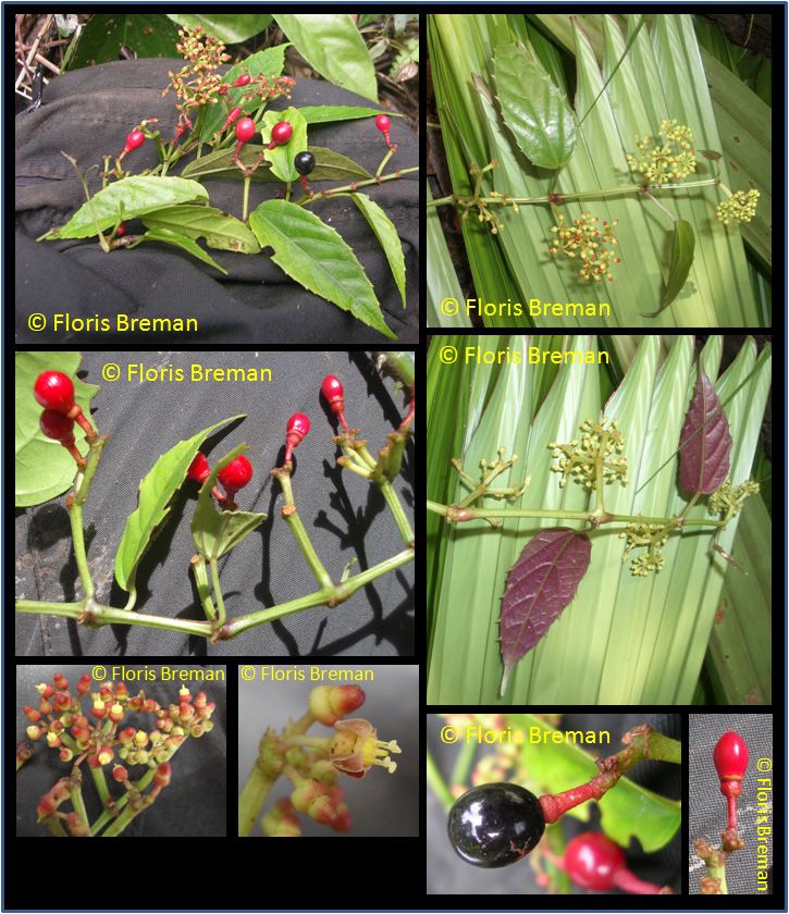 Cissus repens wwwasianplantnetVitaceaeCissusrepensjpg