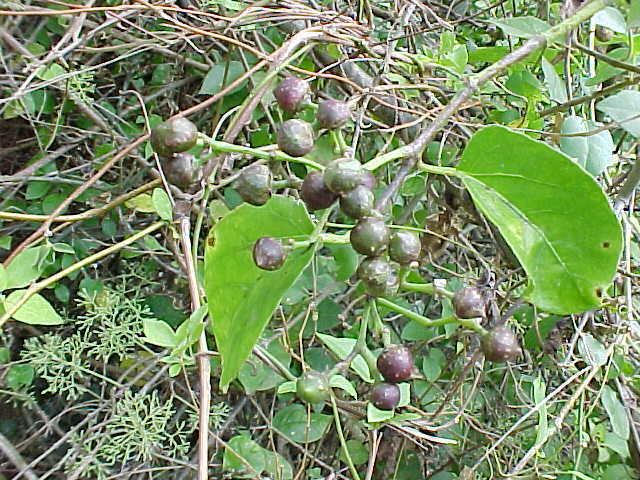 Cissus sicyoides Plants of Viales a pictorial guide Cissus sicyoides