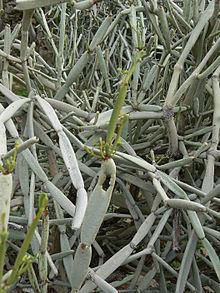 Cissus subaphylla httpsuploadwikimediaorgwikipediacommonsthu