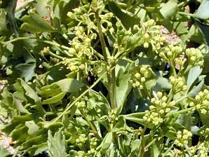 Cissus trifoliata Grape Ivy Cissus trifoliata Xeriscape Landscaping Plants For The