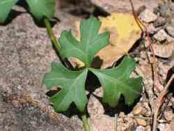 Cissus trifoliata SEINet Arizona Chapter Cissus trifoliata