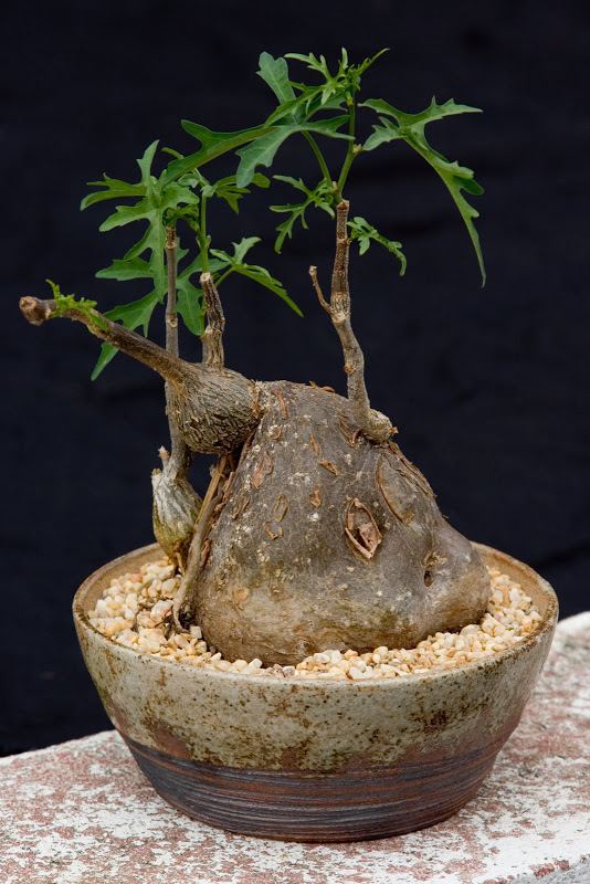 Cissus tuberosa Cissus tuberosa in new pot