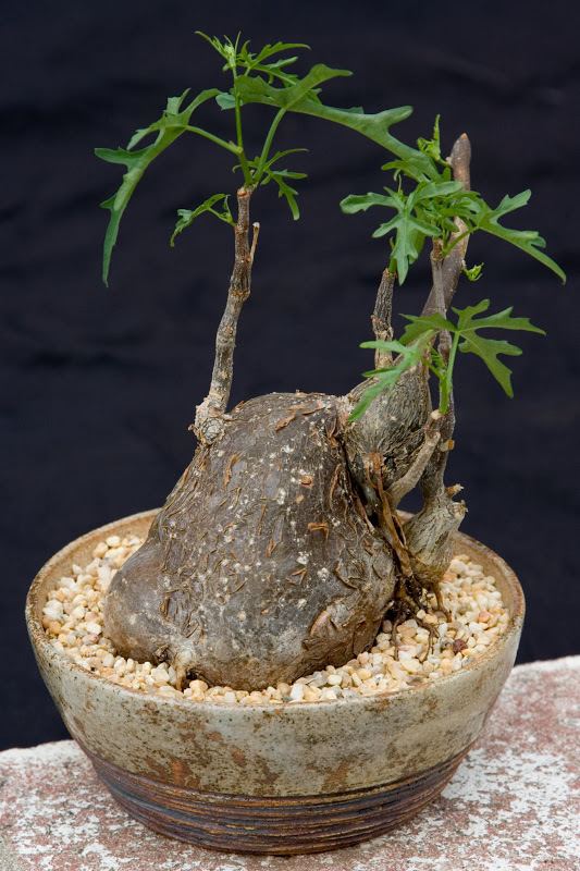 Cissus tuberosa Cissus tuberosa in new pot