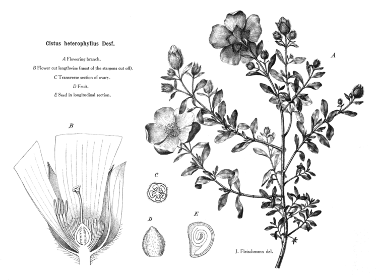 Cistaceae Angiosperm families Cistaceae Juss