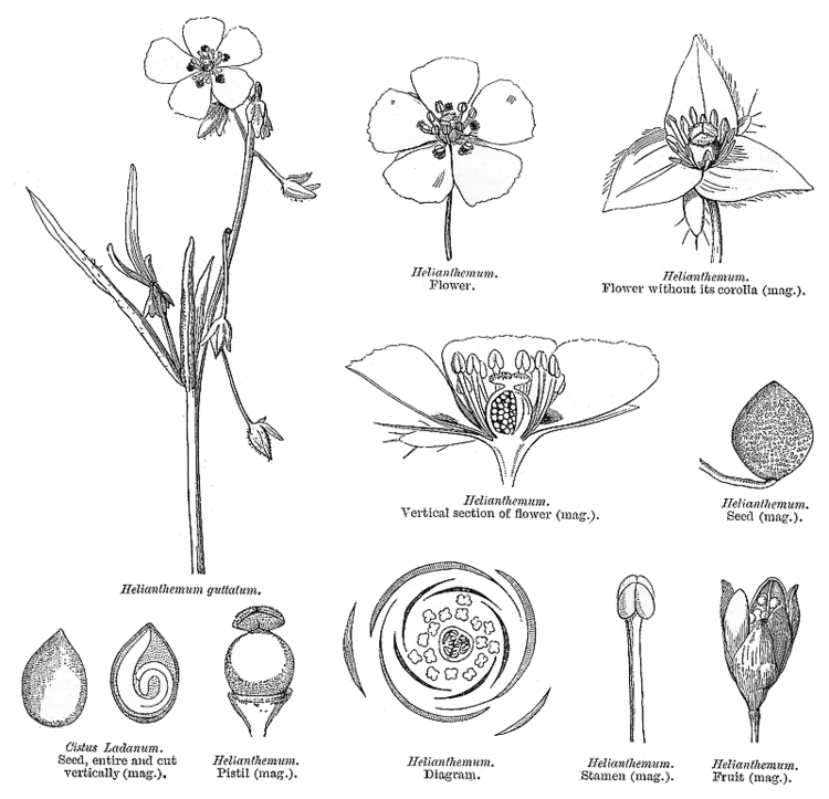 Cistaceae Family Cistaceae