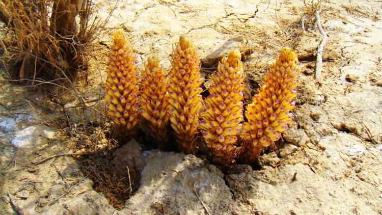 Cistanche tubulosa Cistanche Tubulosa and Deserticola An In Depth Analysis