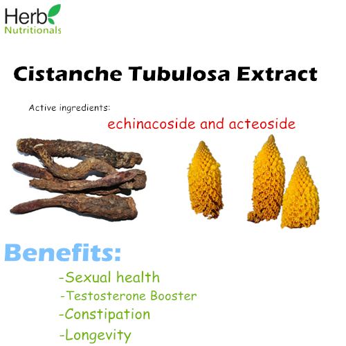 Cistanche tubulosa Cistanche Tubulosa extractechinacosideacteoside Herb Nutritionals
