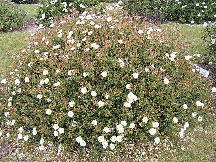 Cistus Pacific Horticulture Society Rockroses for Northwest Gardens