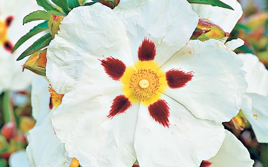 Cistus How to grow Cistus Telegraph