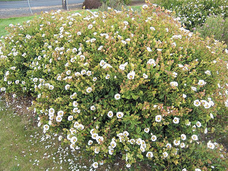 Cistus Pacific Horticulture Society Rockroses for Northwest Gardens