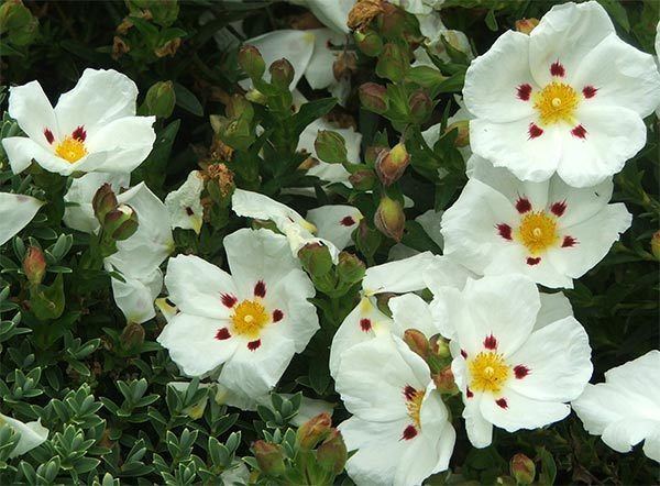 Cistus Cistus Shrub