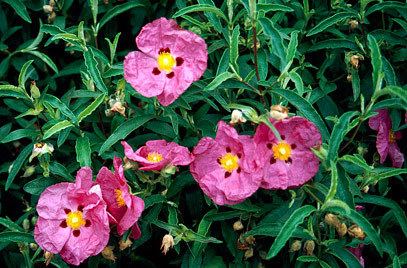 Cistus RHS advice amp tips on garden amp indoor plants Plant finder