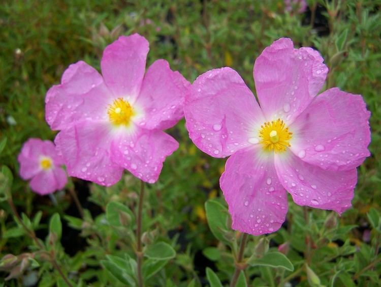 Cistus Cistus Perryhill Nurseries