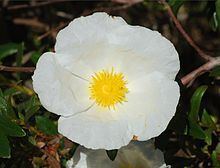 Cistus httpsuploadwikimediaorgwikipediacommonsthu