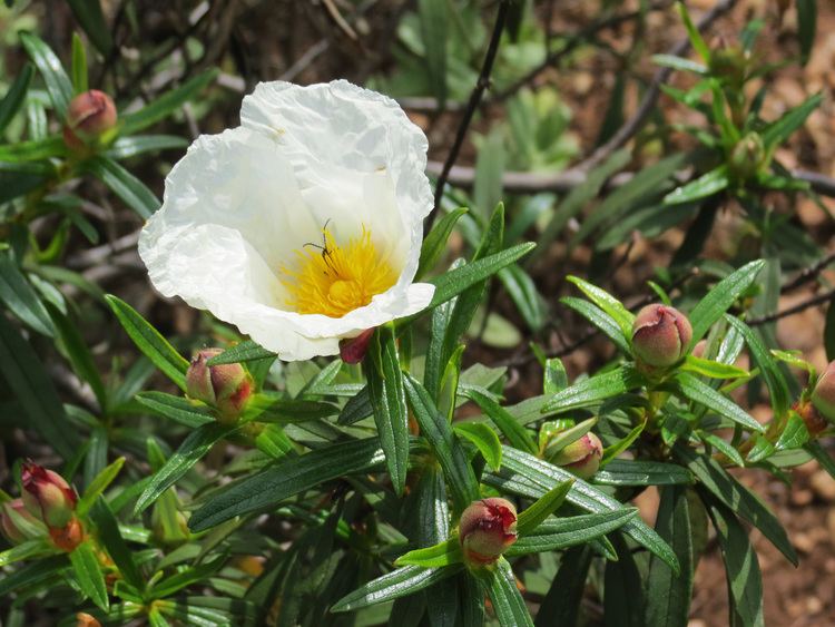 Cistus monspeliensis cistus monspeliensis Arca de Darwin