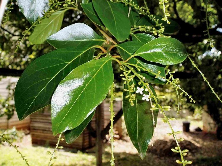 Citharexylum spinosum Flora of Zimbabwe Cultivated species information individual