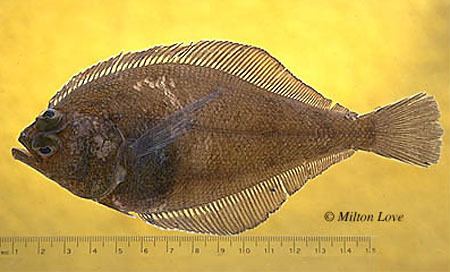 Citharichthys Fish Identification