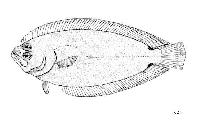 Citharidae fishesofaustralianetauImagesImageCMacrolepisF