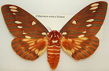 Citheronia azteca httpsuploadwikimediaorgwikipediacommonsthu