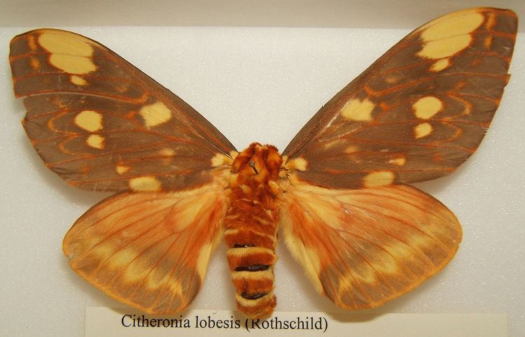 Citheronia lobesis