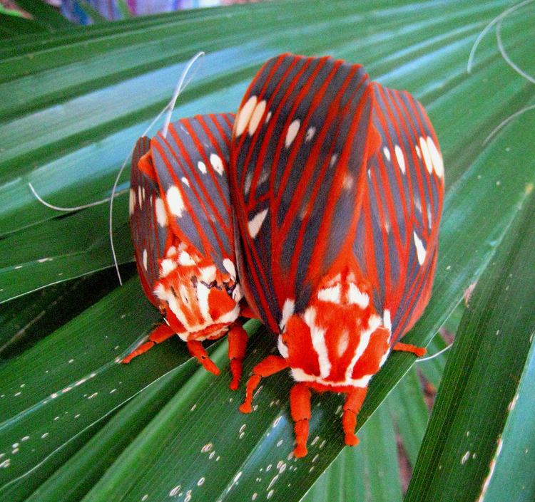 Citheronia regalis Royal Walnut Moth Citheronia Regalis Royal or Regal Wal Flickr