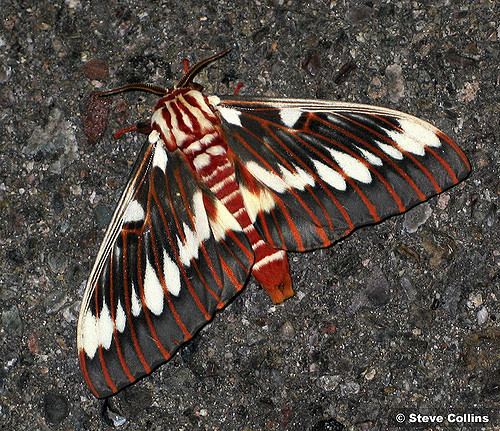 Citheronia splendens Splendid Royal Moth Citheronia splendens sinaloensis Flickr