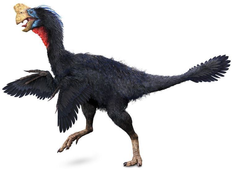 Citipati Citipati Oviraptorid Dinosaurs DK Find Out