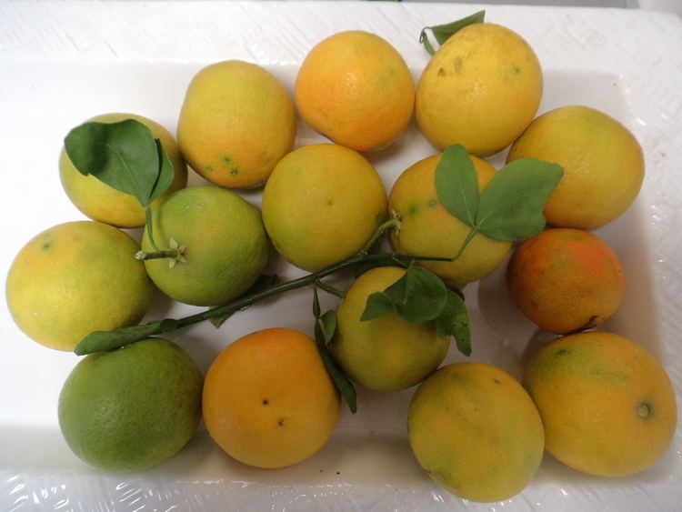 Citrange TROYER CITRANGE CITRUS SEEDS X 10 USED FOR GROWING ROOTSTOCK FOR