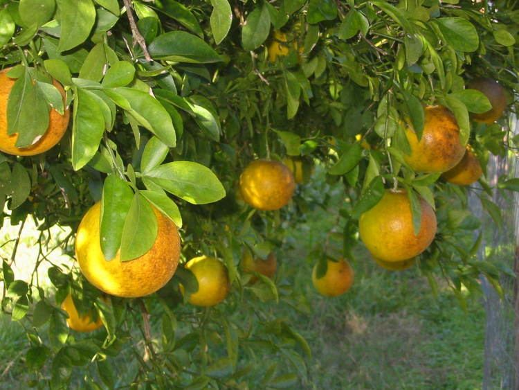 Citrange Citrus pictures