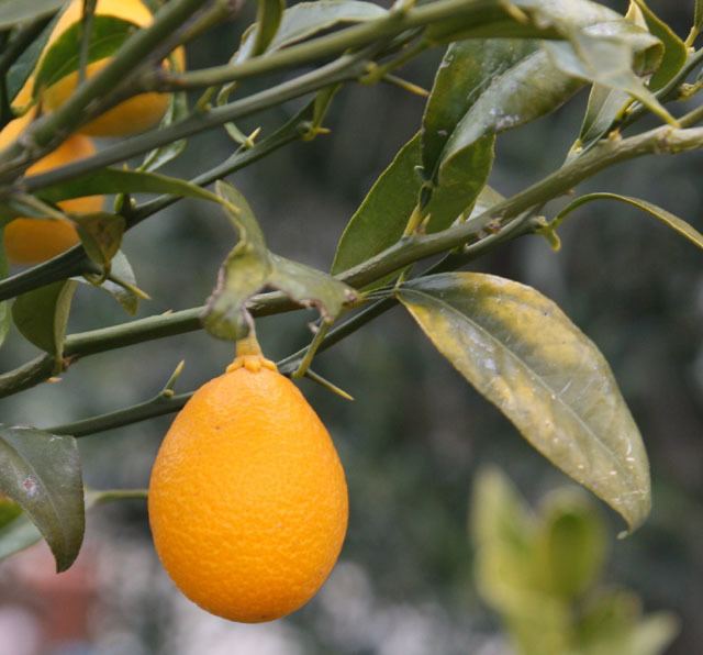 Citrangequat citrangequat thomasville