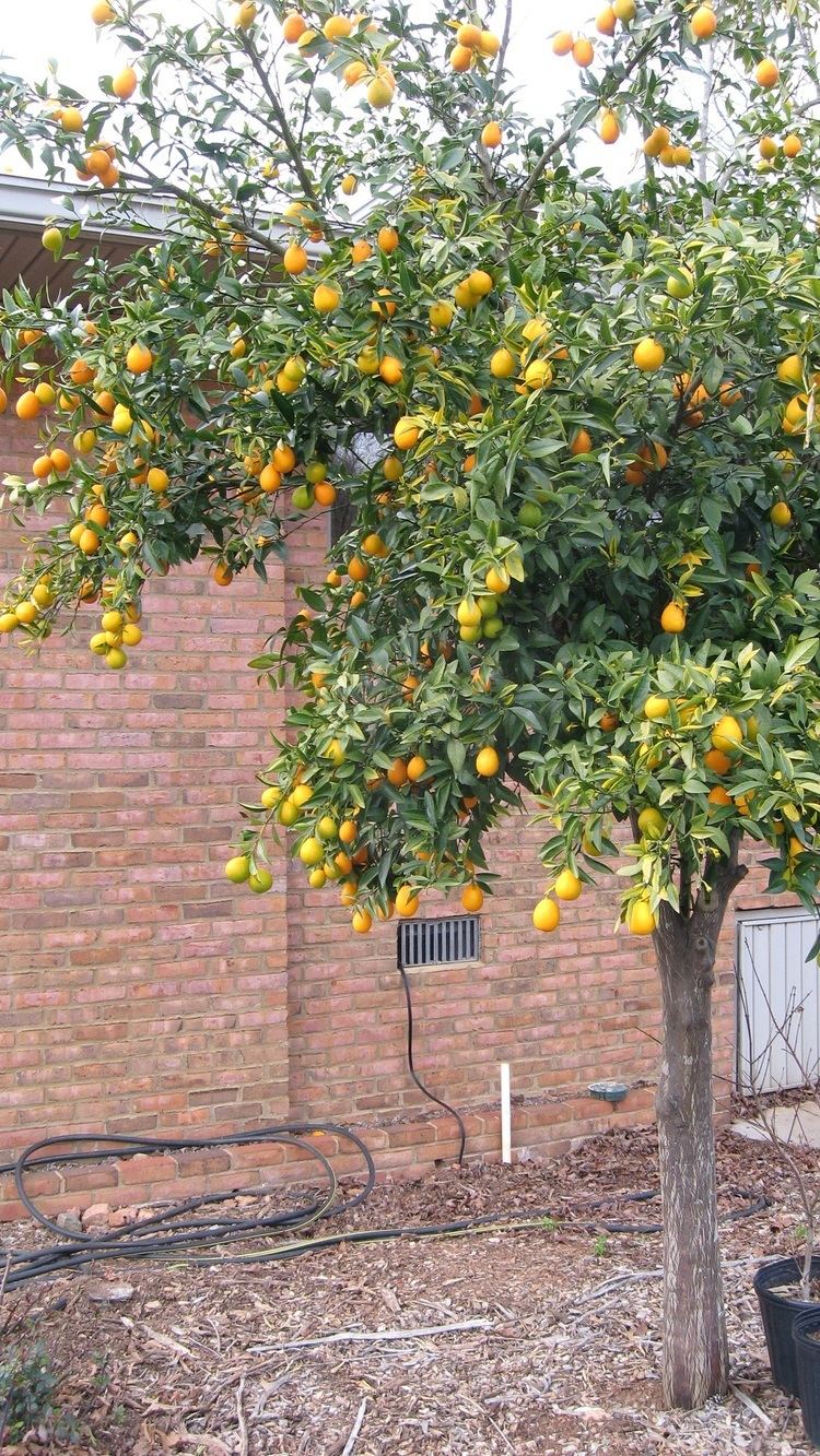 Citrangequat Citrus Trees In McDonough Walter Reeves The Georgia Gardener